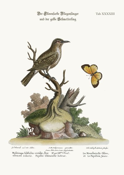 The Olive-coloured Flycatcher and the Yellow Butterfly by George Edwards